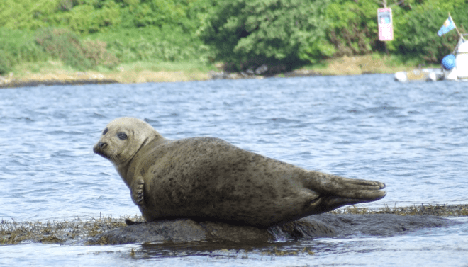 Seal photo
