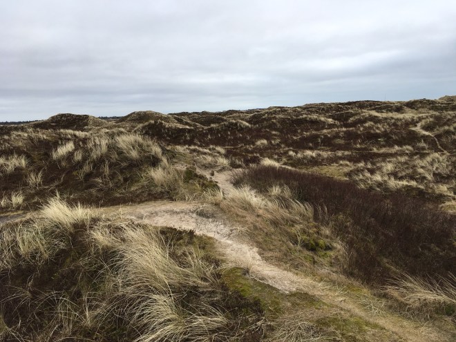 Dune landscape Fanoe